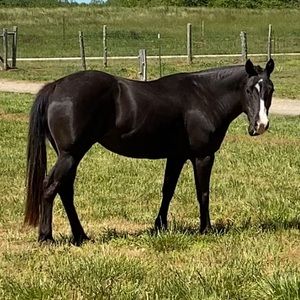 Meet your Posher, Austin